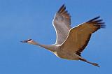 Sandhill Crane_73166